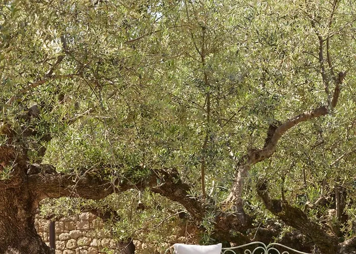 λιόδεντρα Διαμέρισμα